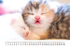 画像5: なごみねこ2025 (5)