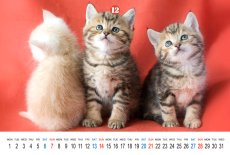 画像4: なごみねこ2025 (4)