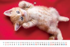 画像6: なごみねこ2025 (6)