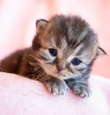 画像3: 週ちびめくり(猫)2026 (3)