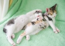 画像4: スリーピングCAT 2026 (4)