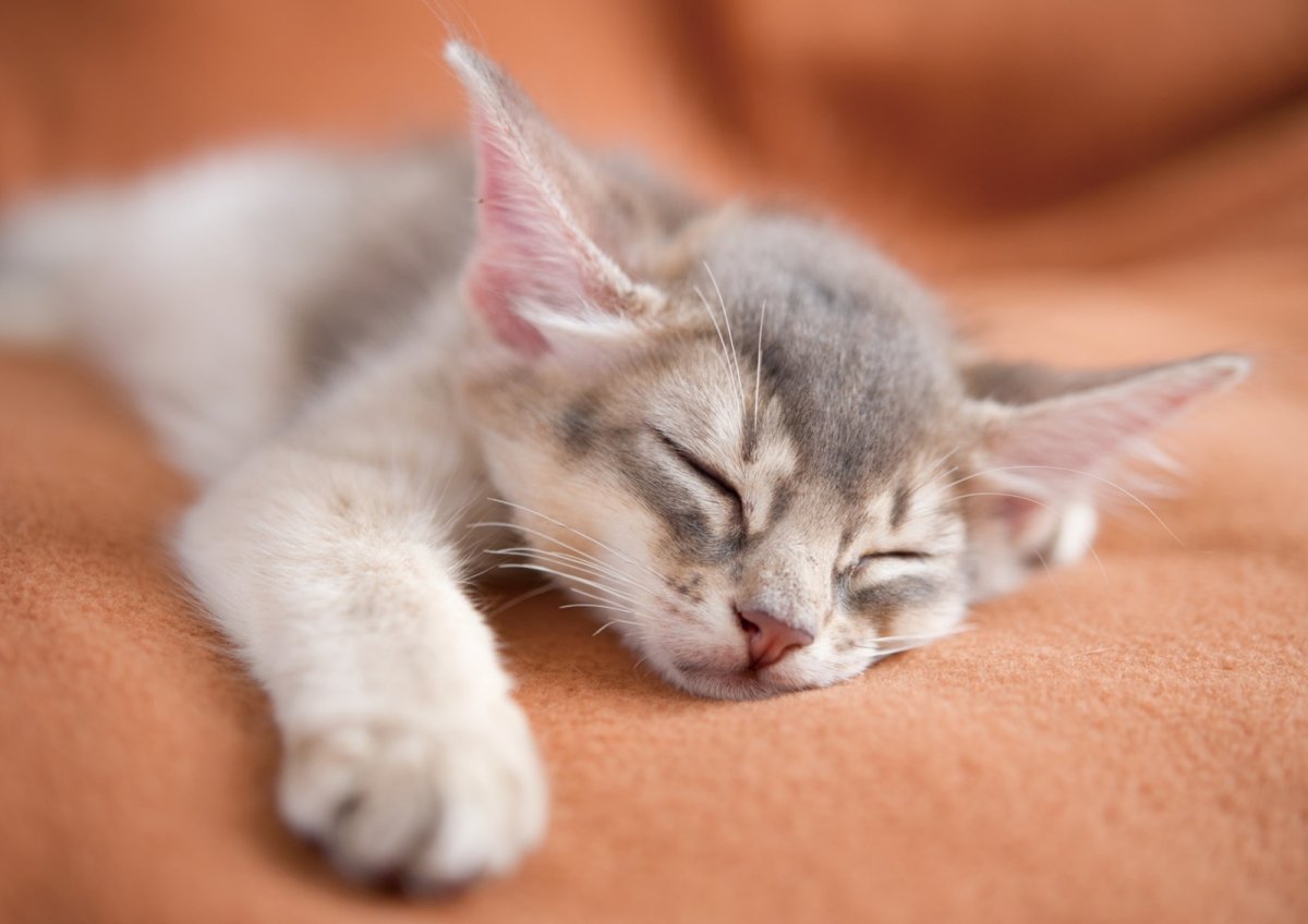 画像3: スリーピングCAT 2026 (3)