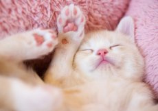 画像6: スリーピングCAT 2026 (6)