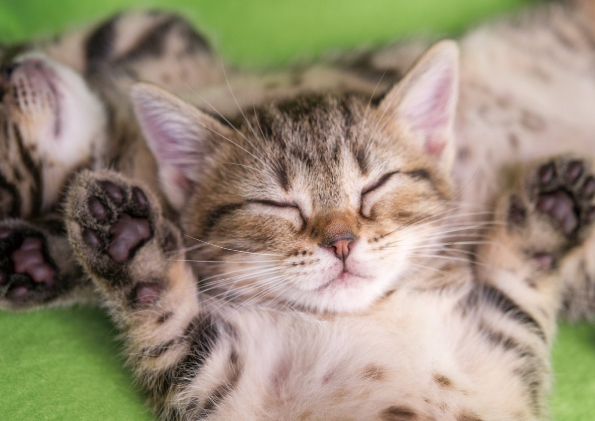 画像5: スリーピングCAT 2026 (5)