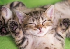 画像5: スリーピングCAT 2026 (5)