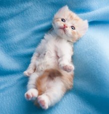 画像4: 週ちびめくり(猫)2026 (4)