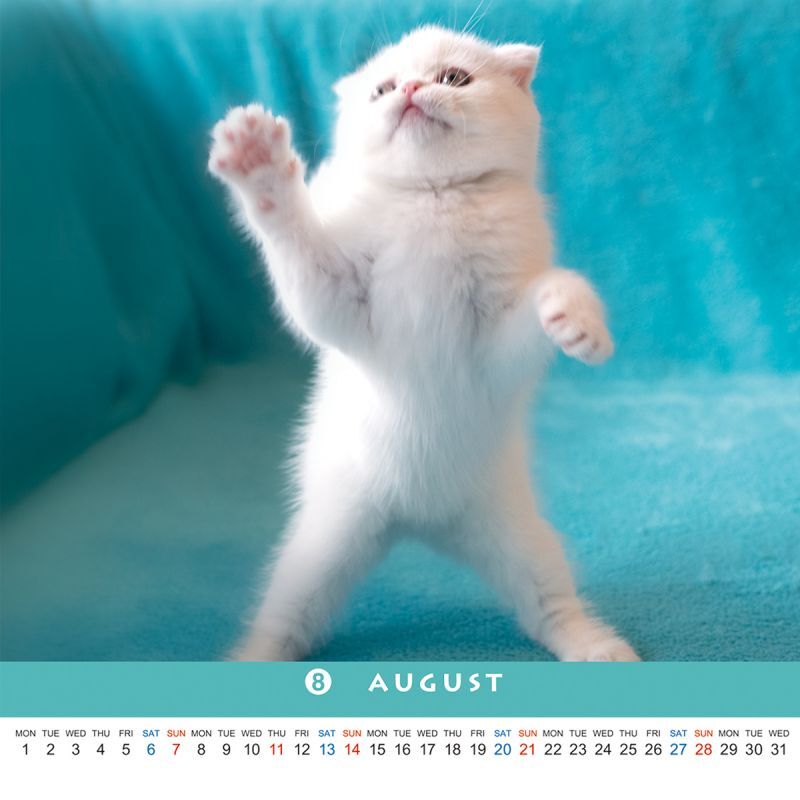 なごみねこ22 カレンダー22